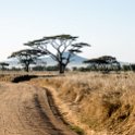 TZA MAR SerengetiNP 2016DEC23 Seronera 002 : 2016, 2016 - African Adventures, Africa, Date, December, Eastern, Mara, Month, Places, Serengeti National Park, Seronera, Tanzania, Trips, Year